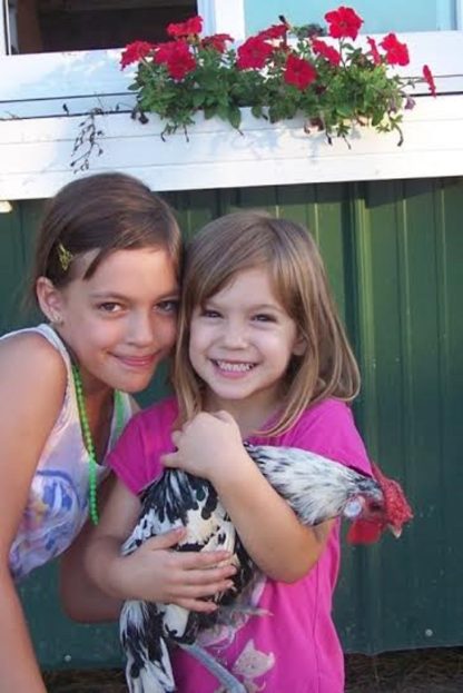 Silver Spangled Hamburg Rooster Chicken Breed