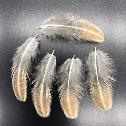 Silver Duckwing Phoenix Bantam Feathers