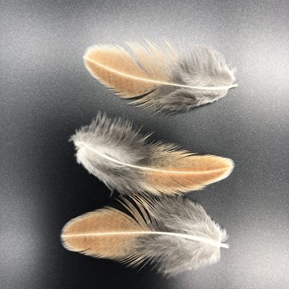 Silver Duckwing Phoenix Feathers