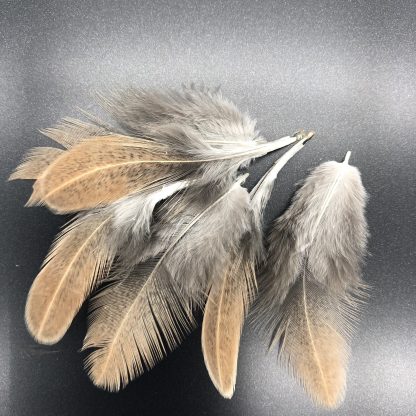 Silver Duckwing Yokohama Chicken Feathers