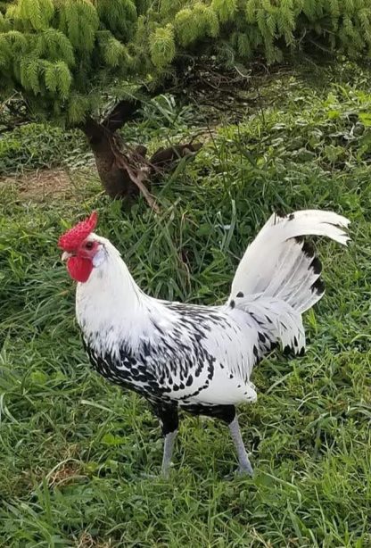 Silver Spangled Hamburg Chicken