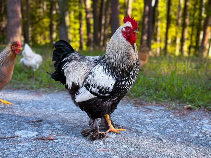 Silver Laced Cochin Standard Chicken - Image 24