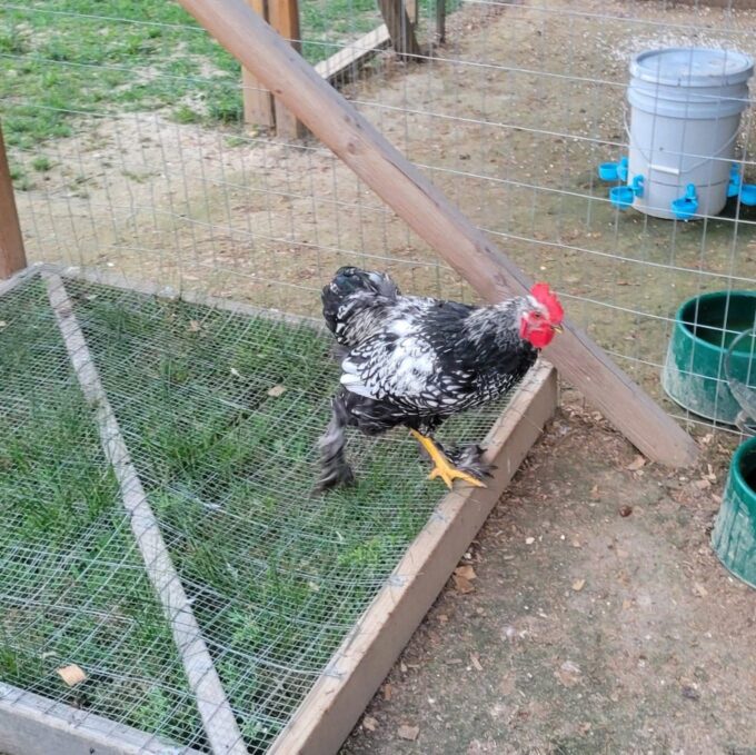 Silver Laced Cochin Standard Chicken - Image 25
