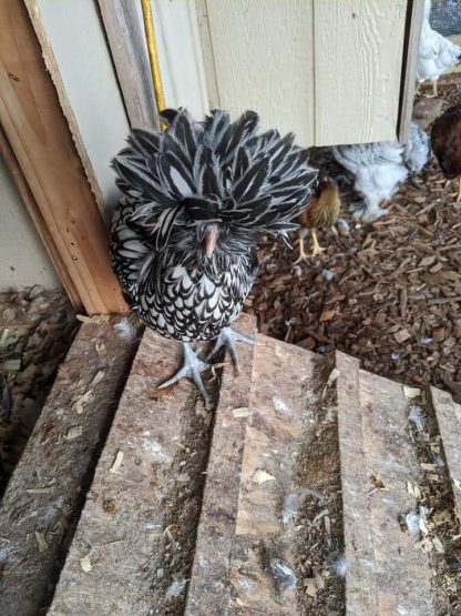 Silver Laced Polish Chicken