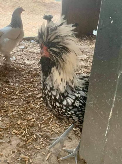 Silver Laced Polish Chicken