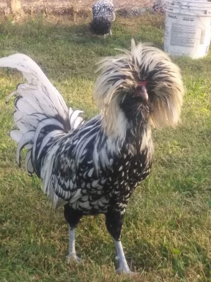 Silver Laced Polish Chicken