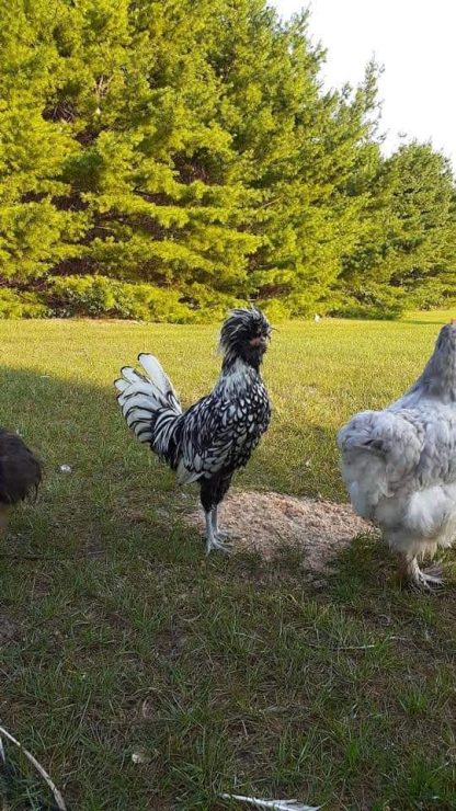 Silver Laced Polish Chicken