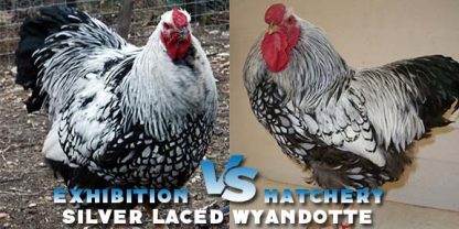 Silver Laced Wyandotte Chicken (Show Type) vs (production type)