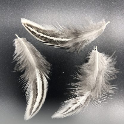 Silver Pencil Cochin Bantam Feathers