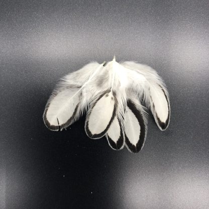 Silver Sebright Bantam Feathers