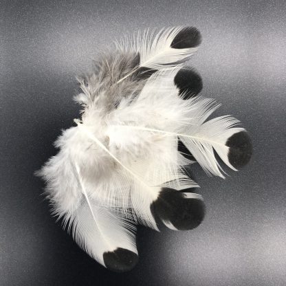 Silver Spangled Hamburg Chicken Feathers
