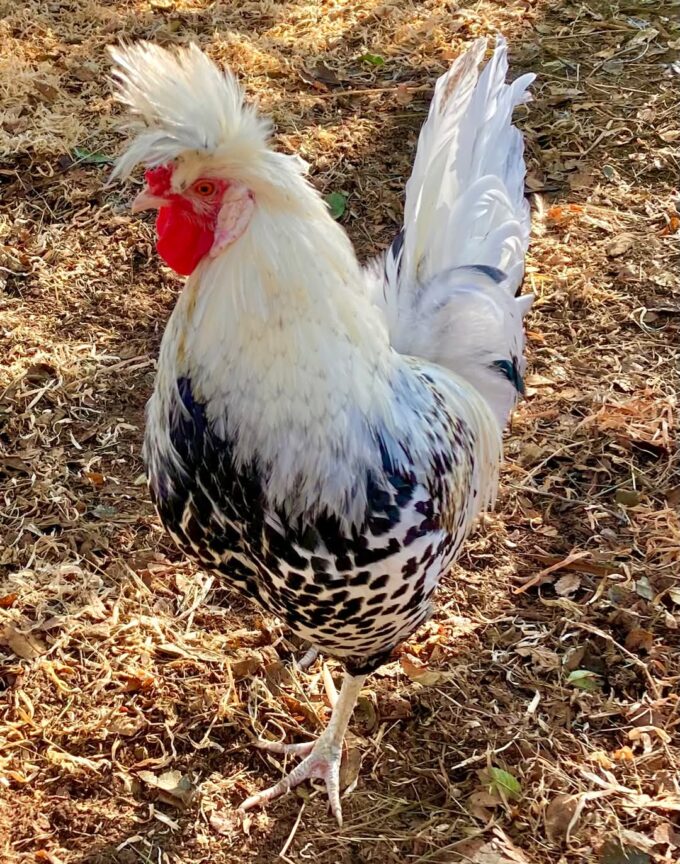 Silver Spangled Appenzeller Spitzhauben Chicken - Image 57