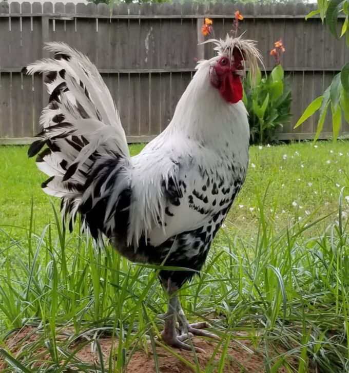 Silver Spangled Appenzeller Spitzhauben Chicken - Image 58