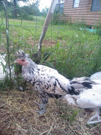 Silver Spangled Appenzeller Spitzhauben Chicken