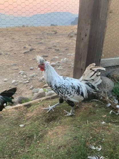 Silver Spangled Appenzeller Spitzhauben Chicken