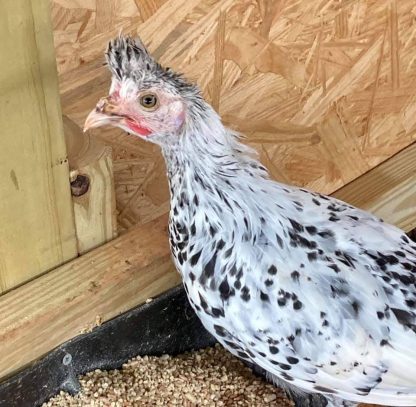 Silver Spangled Appenzeller Spitzhauben Chicken