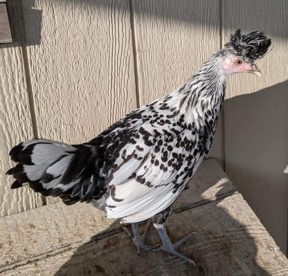 Silver Spangled Appenzeller Spitzhauben Chicken