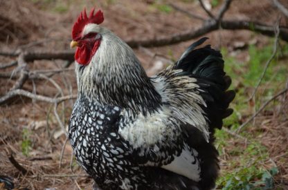 Silver Laced Cochin Standard Chicken