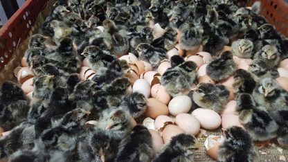 Silver Laced Cochin Standard Chicks