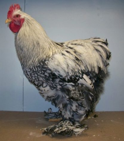 Silver Laced Cochin Standard Chicken