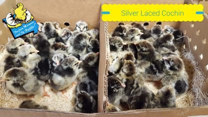 Silver Laced Cochin Standard Chicks