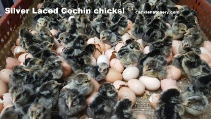 Silver Laced Cochin Standard Chicks