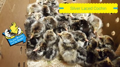 Silver Laced Cochin Standard Chicks