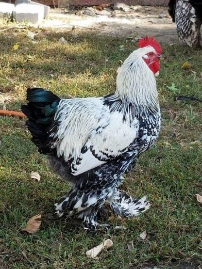 Silver Laced Cochin Standard Chicken