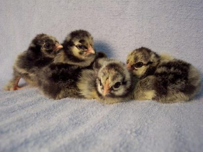 Silver Laced Cochin Standard Chicks
