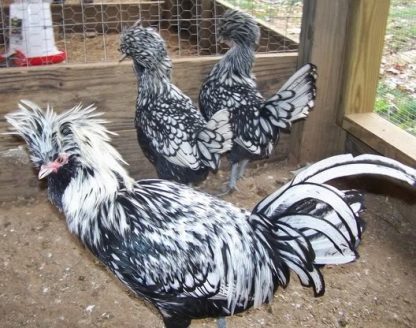 Silver Laced Polish Chickens for Sale