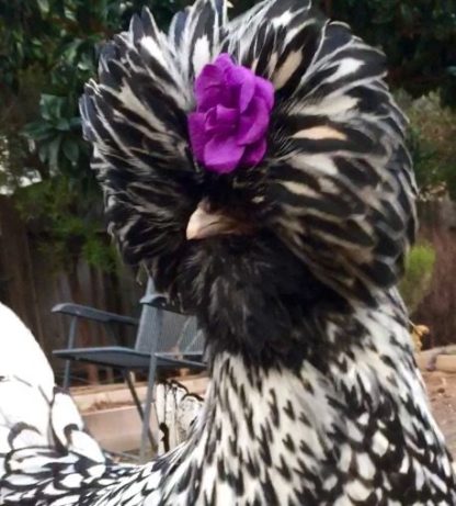Silver Laced Polish Chicken for Sale