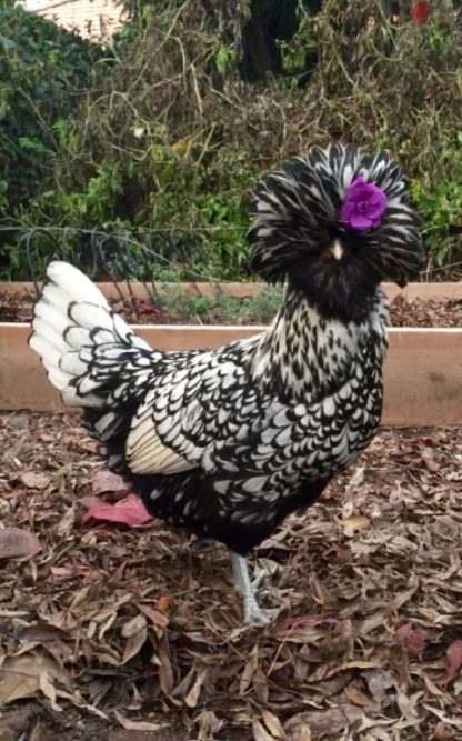 Silver Laced Polish Chicken