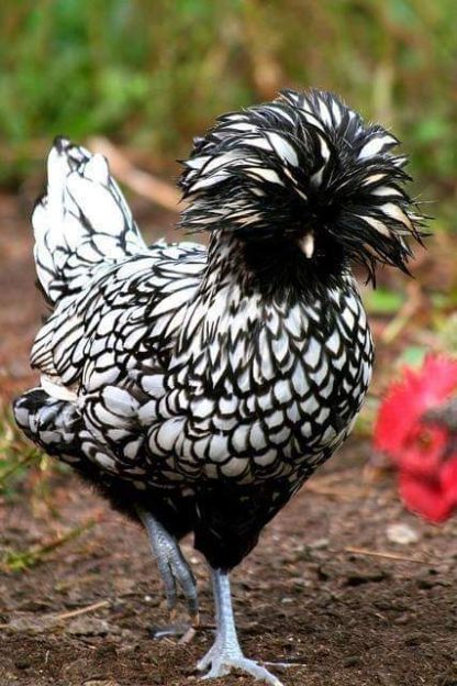 Silver Laced Polish Chicken