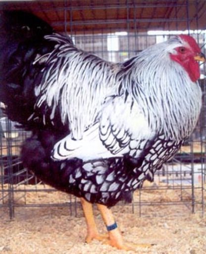 Black Laced Silver Wyandotte Chicken Rooster