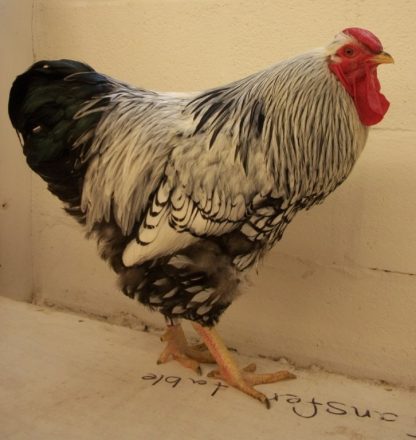 Black Laced Silver Wyandotte Chicken Chicken Breed