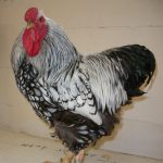Black Laced Silver Wyandotte Rooster Chicken Breed