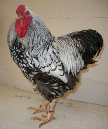 Black Laced Silver Wyandotte Rooster Chicken Breed