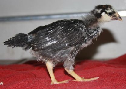 Black Laced Silver Wyandotte Chicken