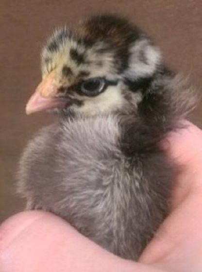 Black Laced Silver Wyandotte Chicken