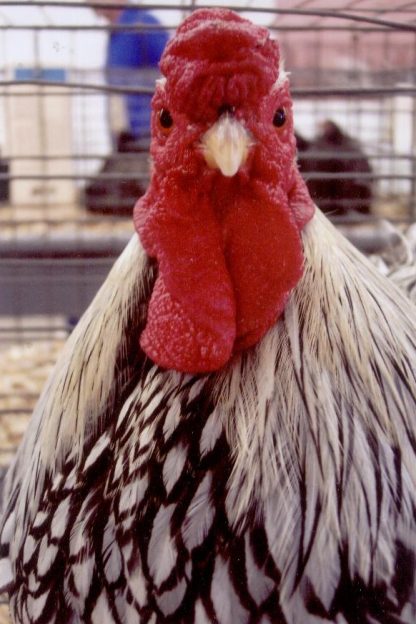 Head shot of Black Laced Silver Wyandotte Chicken Rooster