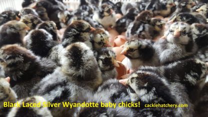 Black Laced Silver Wyandotte Chicken