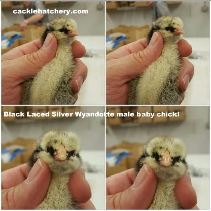 Male Black Laced Silver Wyandotte Chick