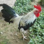 Silver Duckwing Old English Game Bantam Rooster