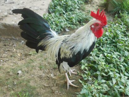 Silver Duckwing Old English Game Bantam Rooster