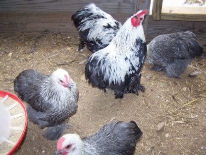 Silver Penciled Cochin Bantam Chicken