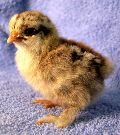 Day Old Silver Penciled Cochin Bantam Chick