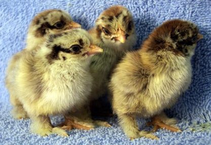 Silver Penciled Cochin Bantam Chicks