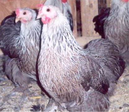 Silver Penciled Cochin Bantam Chickens