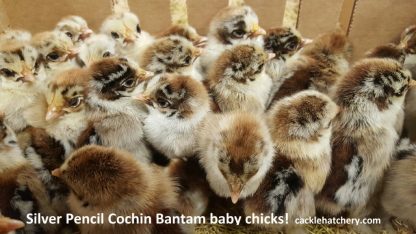 Silver Penciled Cochin Bantam Chicks