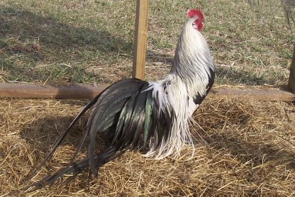 Silver Duckwing Phoenix Bantam Chicken Rooster